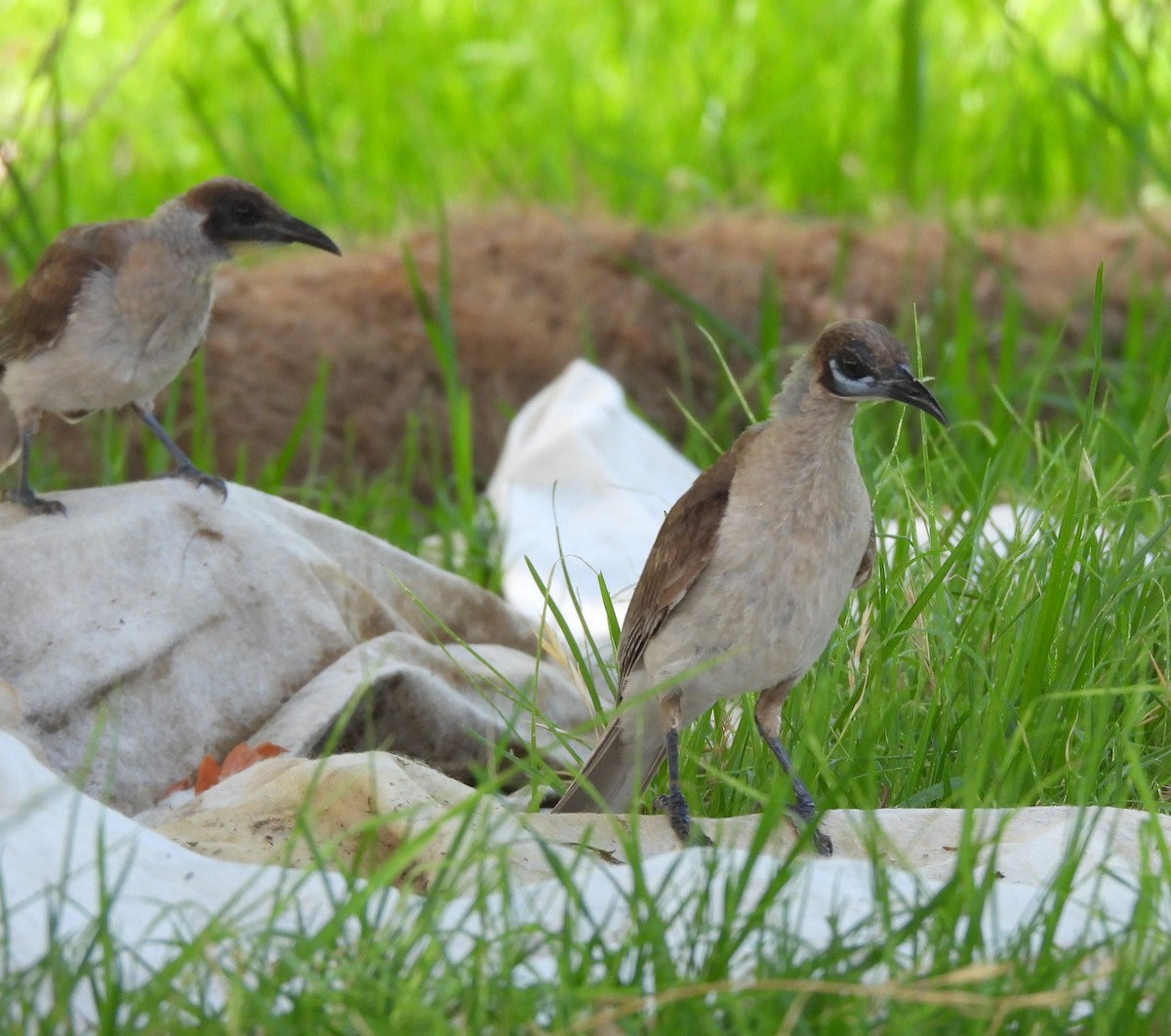 Little Friarbird - ML647747604
