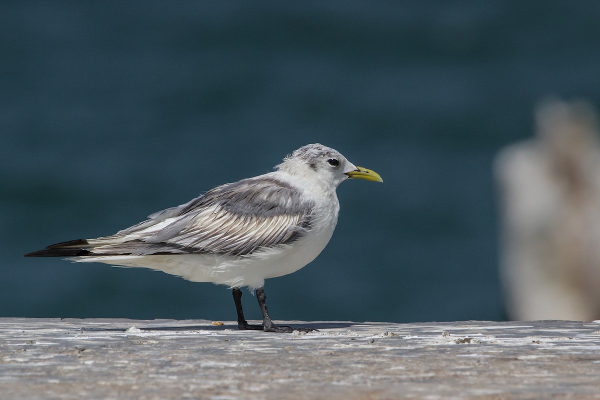 Black-legged Kittiwake - ML647747608