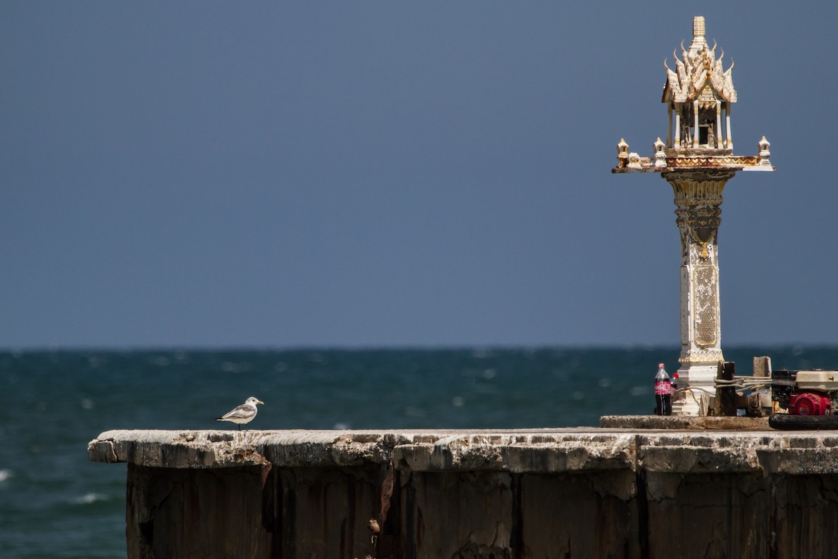 Black-legged Kittiwake - ML647747609