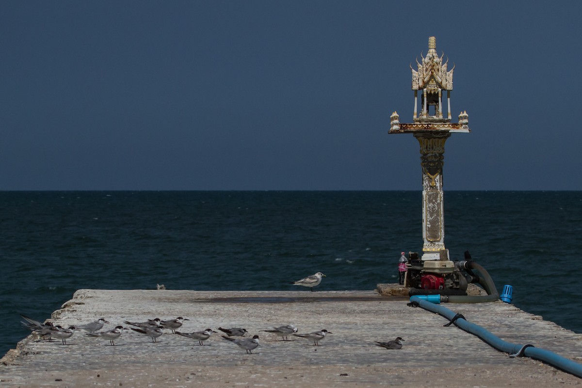 Black-legged Kittiwake - ML647747610