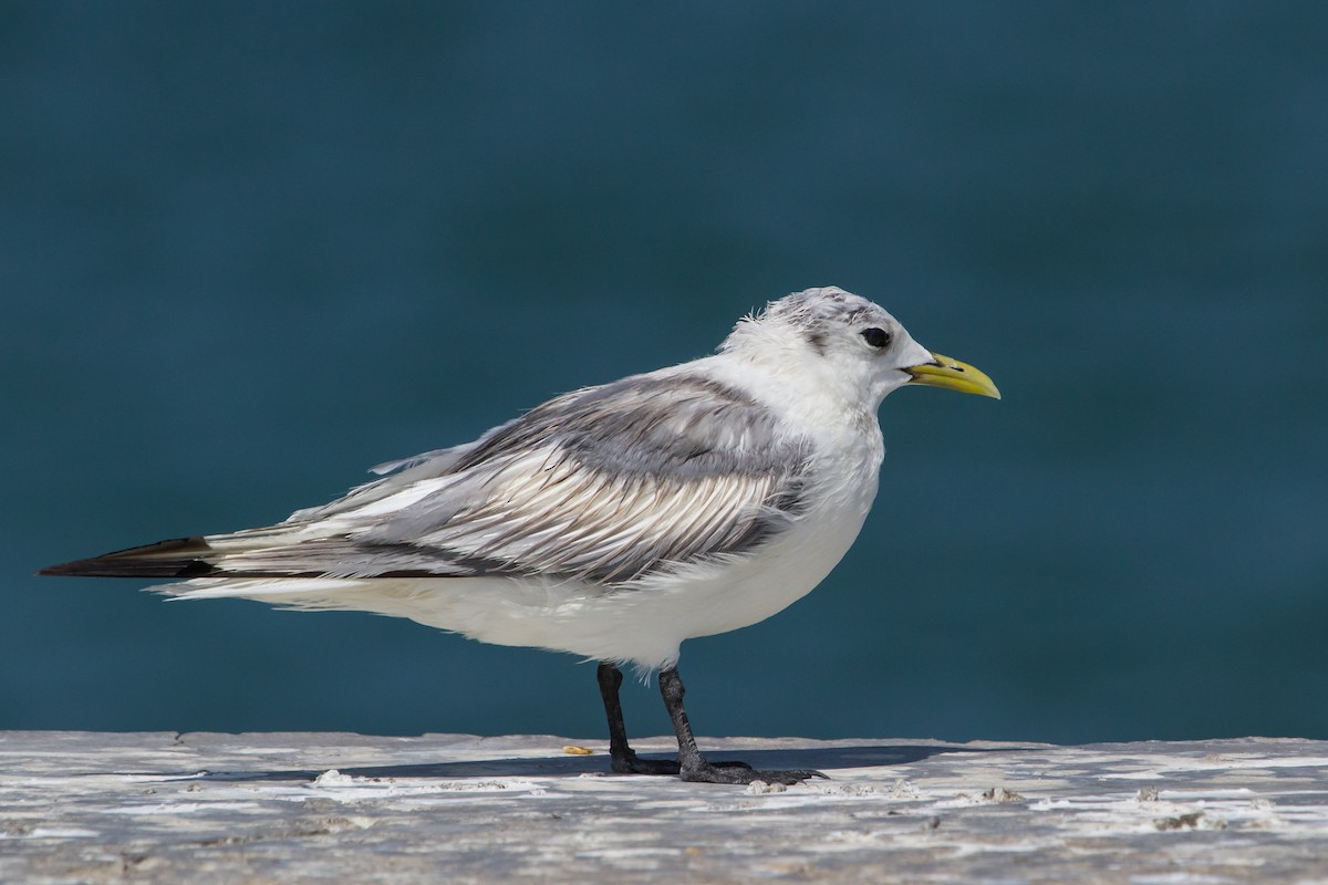 Black-legged Kittiwake - ML647747611