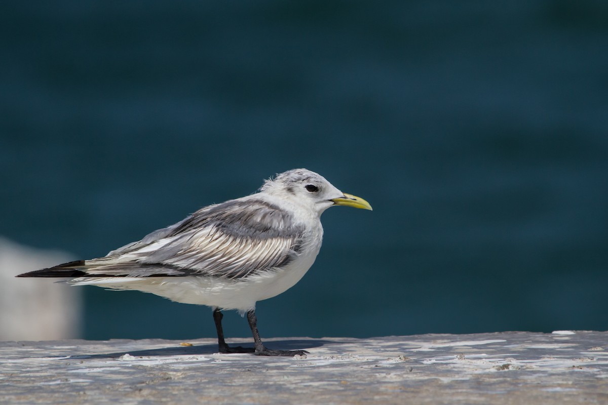 Black-legged Kittiwake - ML647747613