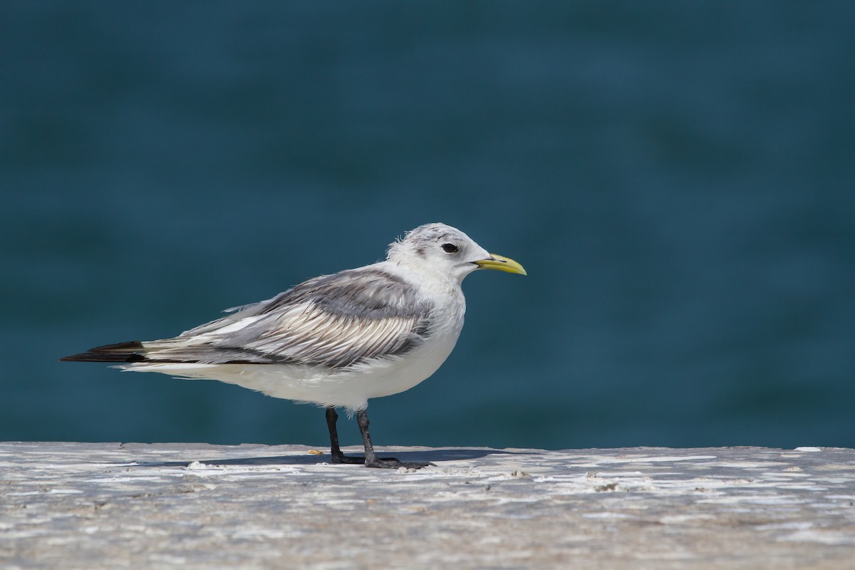 Black-legged Kittiwake - ML647747614