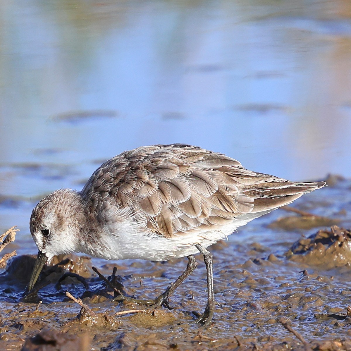Little Stint - ML647747617