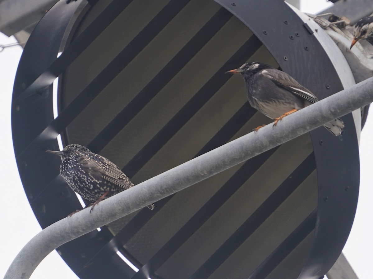 European Starling - ML647747644