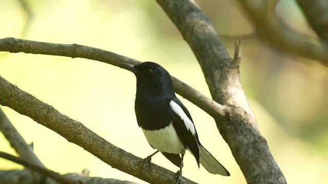 Shama Oriental - ML647747675