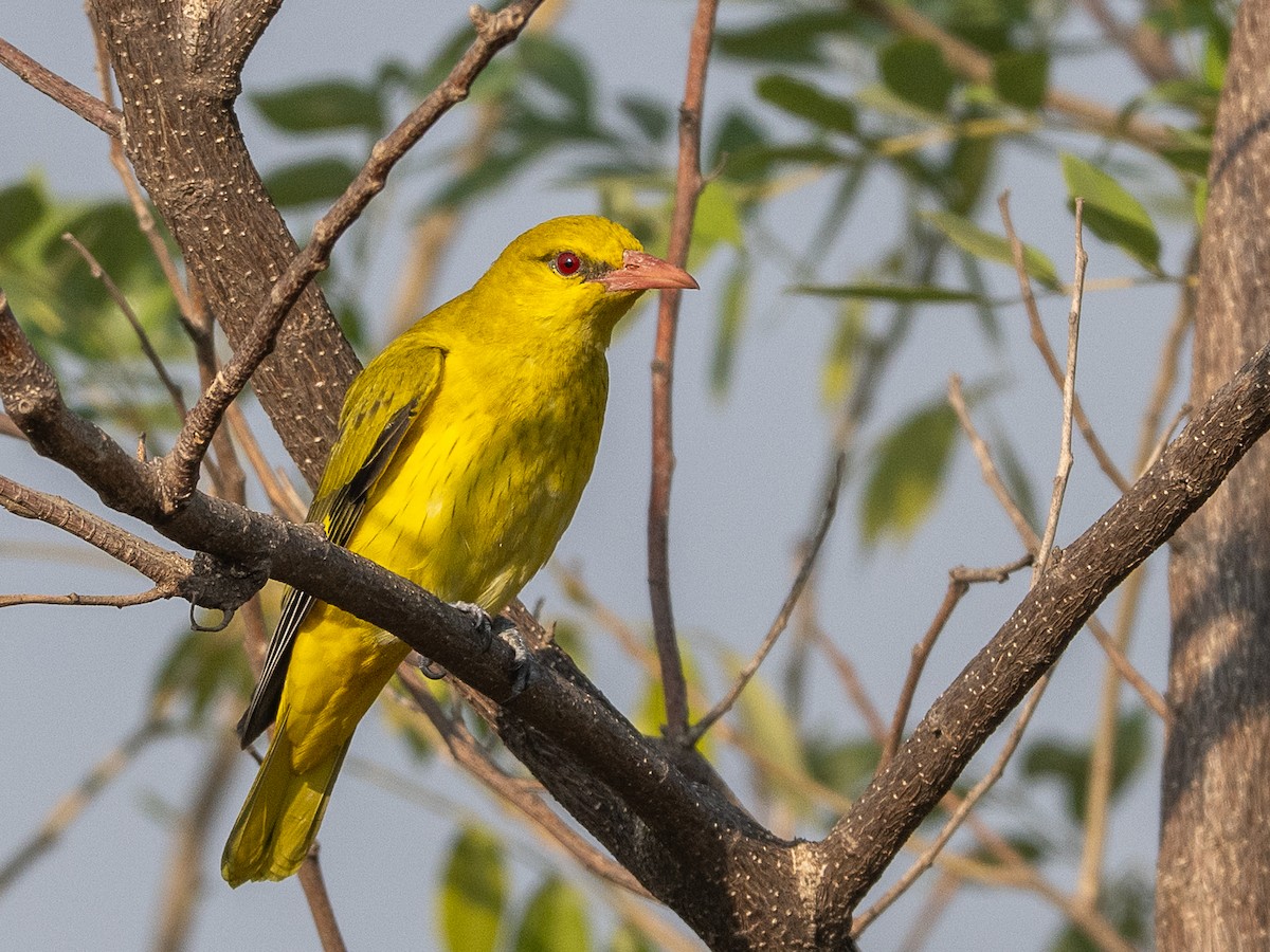 Loriot indien - ML647747683