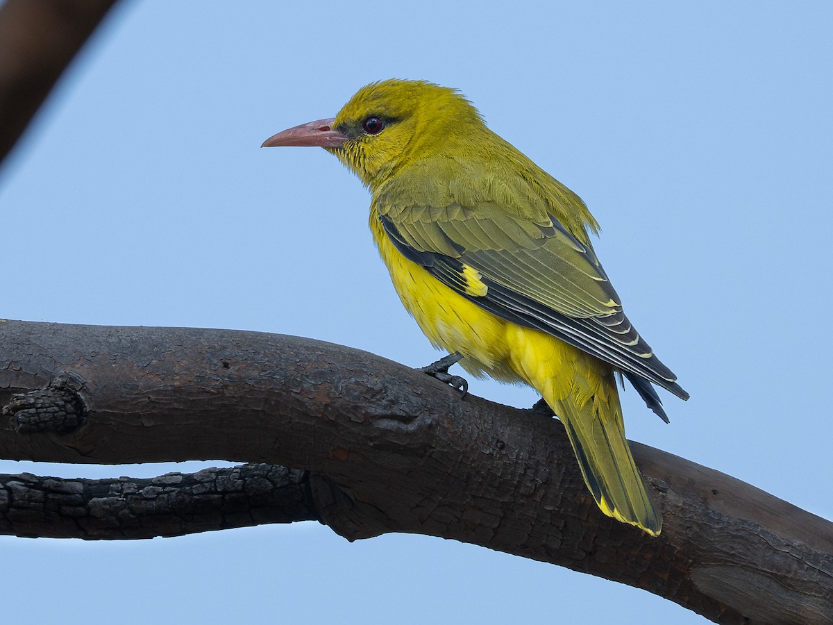 Loriot indien - ML647747689