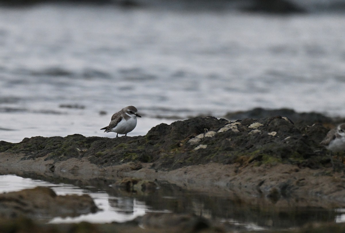 Tibetan Sand-Plover - ML647747697