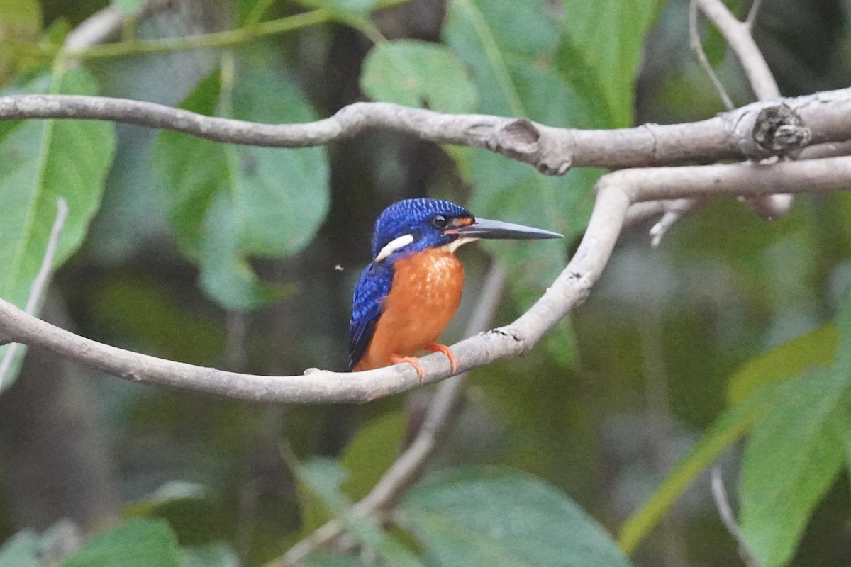 Blue-eared Kingfisher - ML647747722