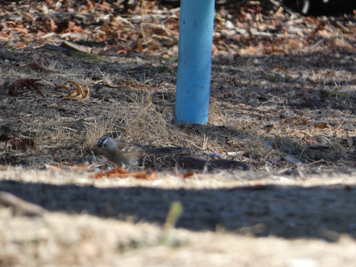 White-crowned Sparrow (Yellow-billed) - ML647747723
