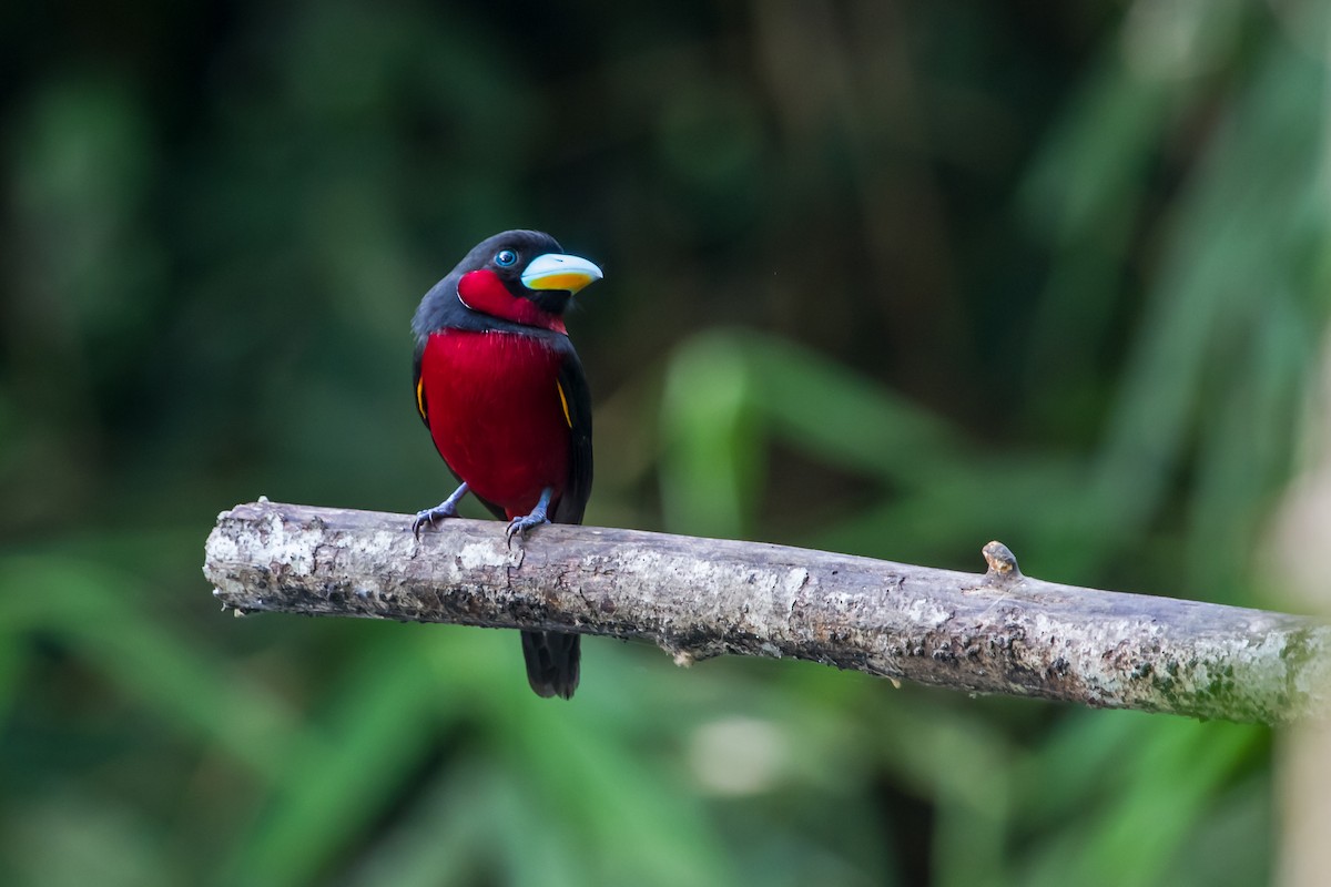 Black-and-red Broadbill - ML647747745