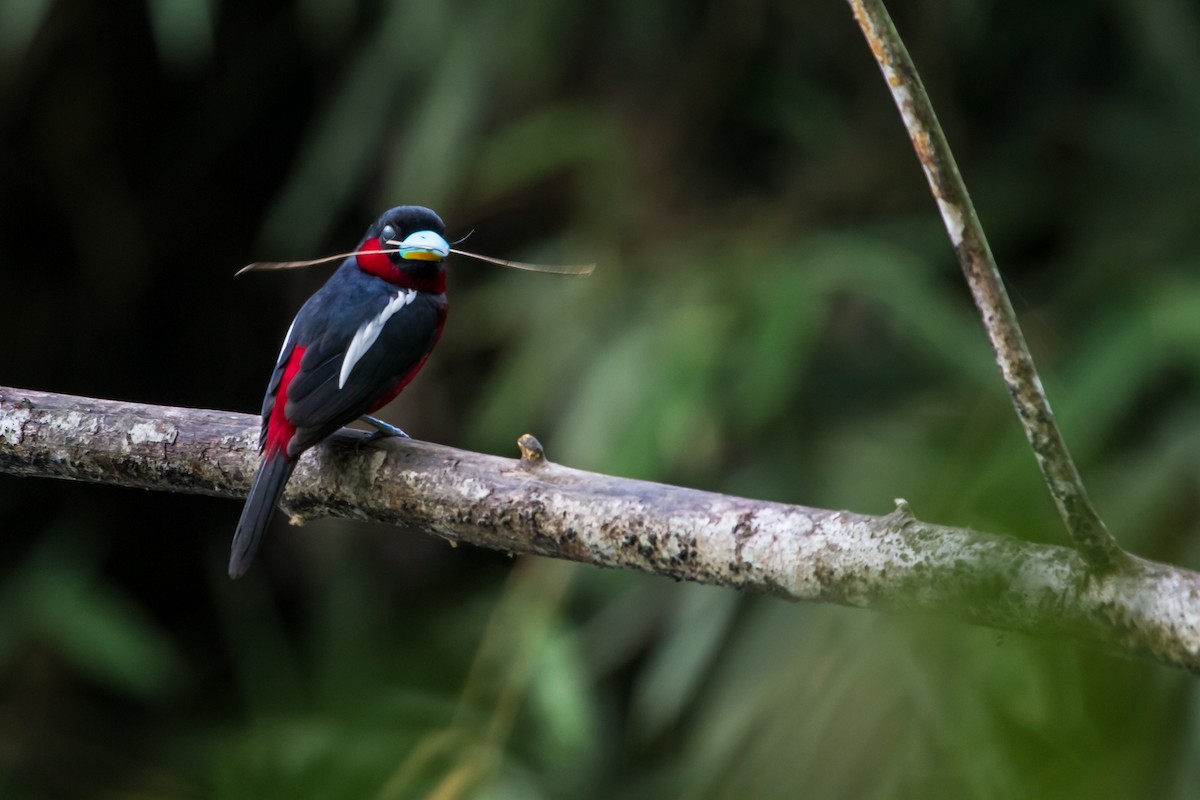 Black-and-red Broadbill - ML647747746