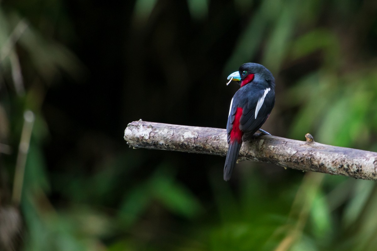 Black-and-red Broadbill - ML647747747