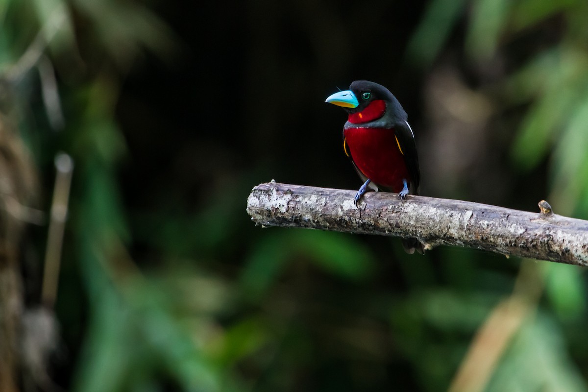 Black-and-red Broadbill - ML647747748