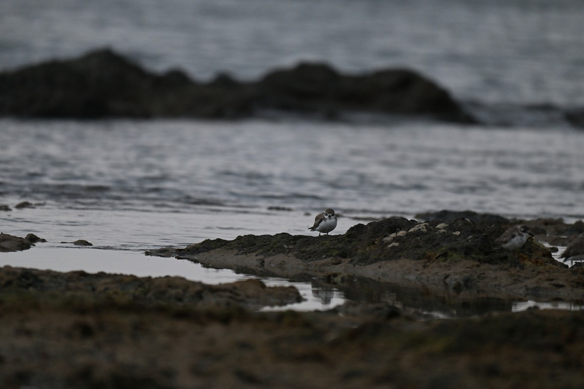 Tibetan Sand-Plover - ML647747751