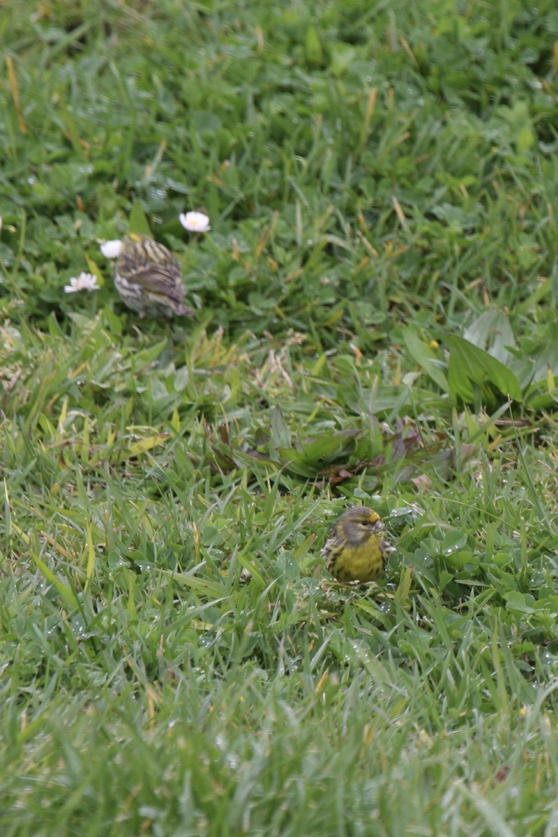 Girlitz - ML647747754