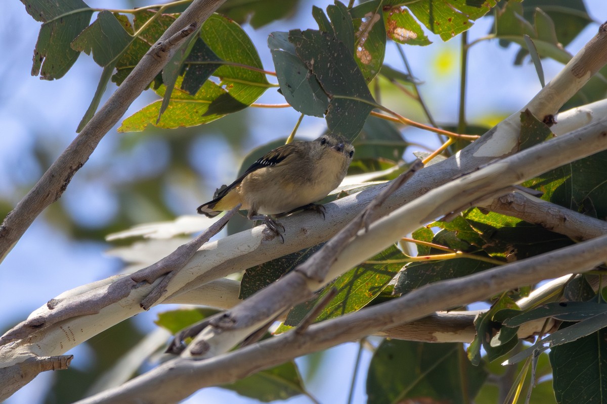 Spotted Pardalote (Spotted) - ML647747759
