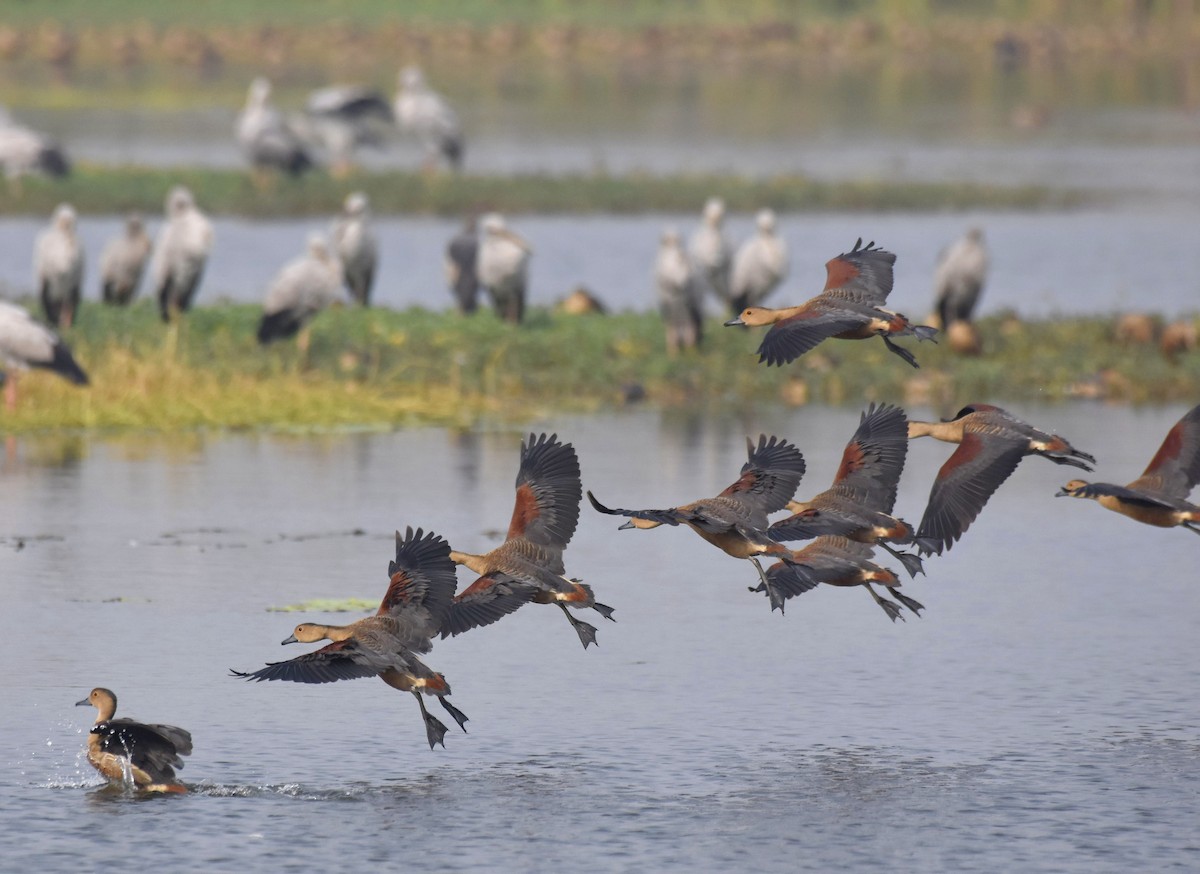 Lesser Whistling-Duck - ML647747778