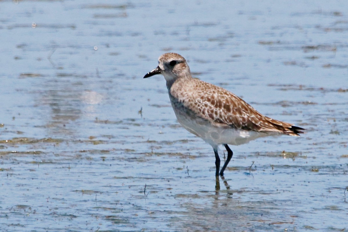 ダイゼン - ML647747816