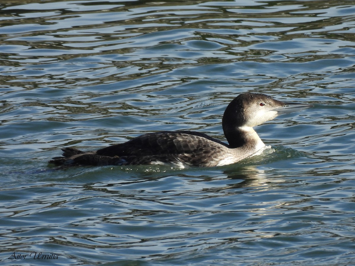 Common Loon - ML647747870