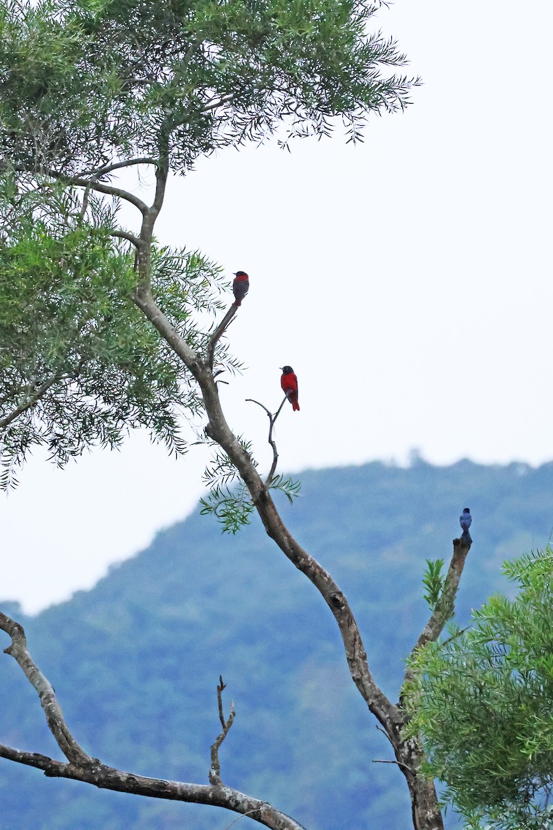 ヒゴロモ - ML647747873