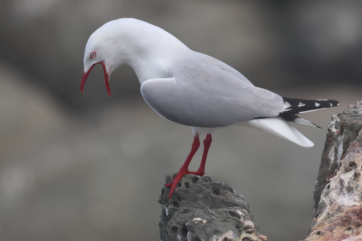 racek australský - ML647747877