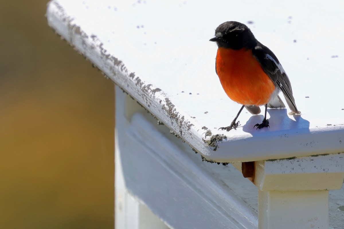 Flame Robin - ML647747882