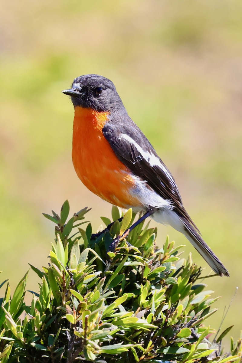 Flame Robin - ML647747883