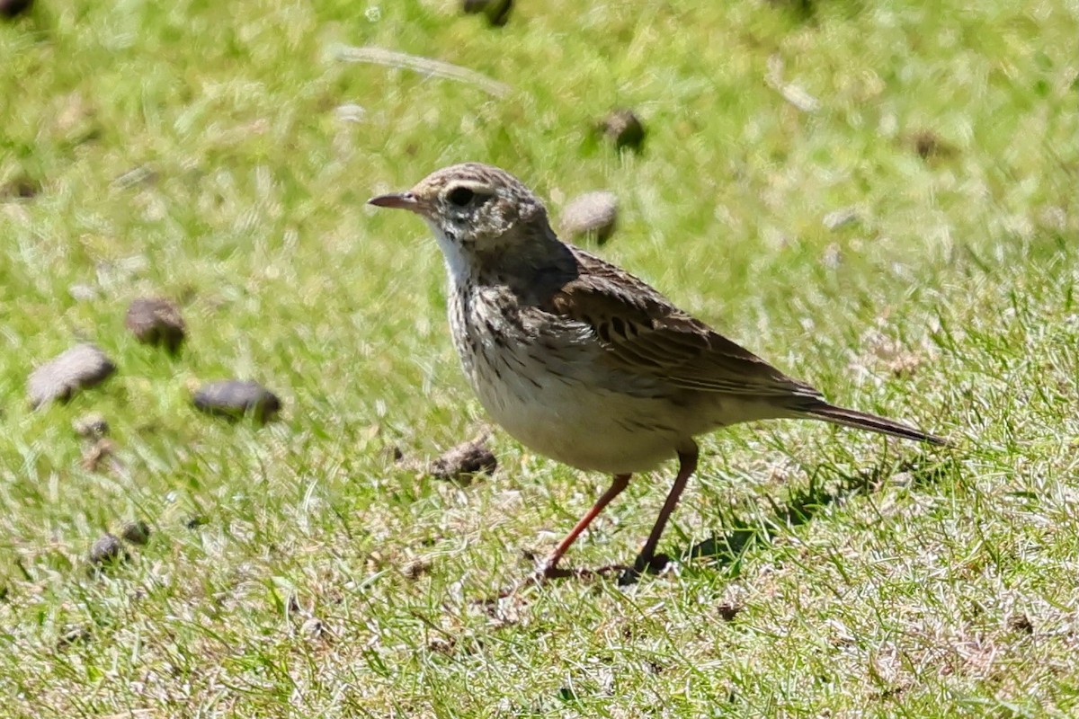 Australian Pipit - ML647747888