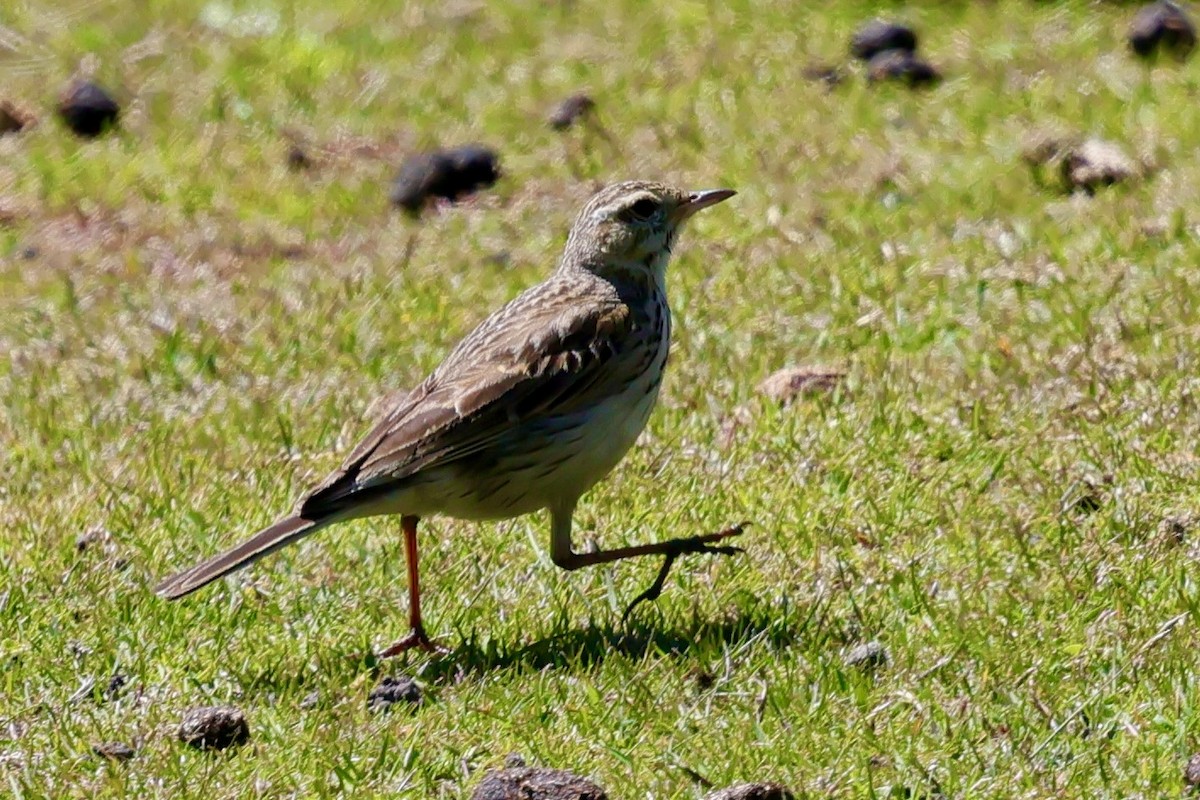 Australian Pipit - ML647747889