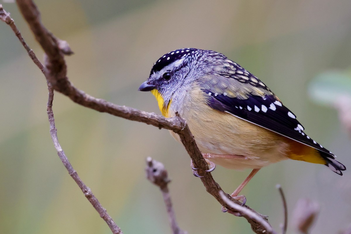 Spotted Pardalote (Spotted) - ML647747908