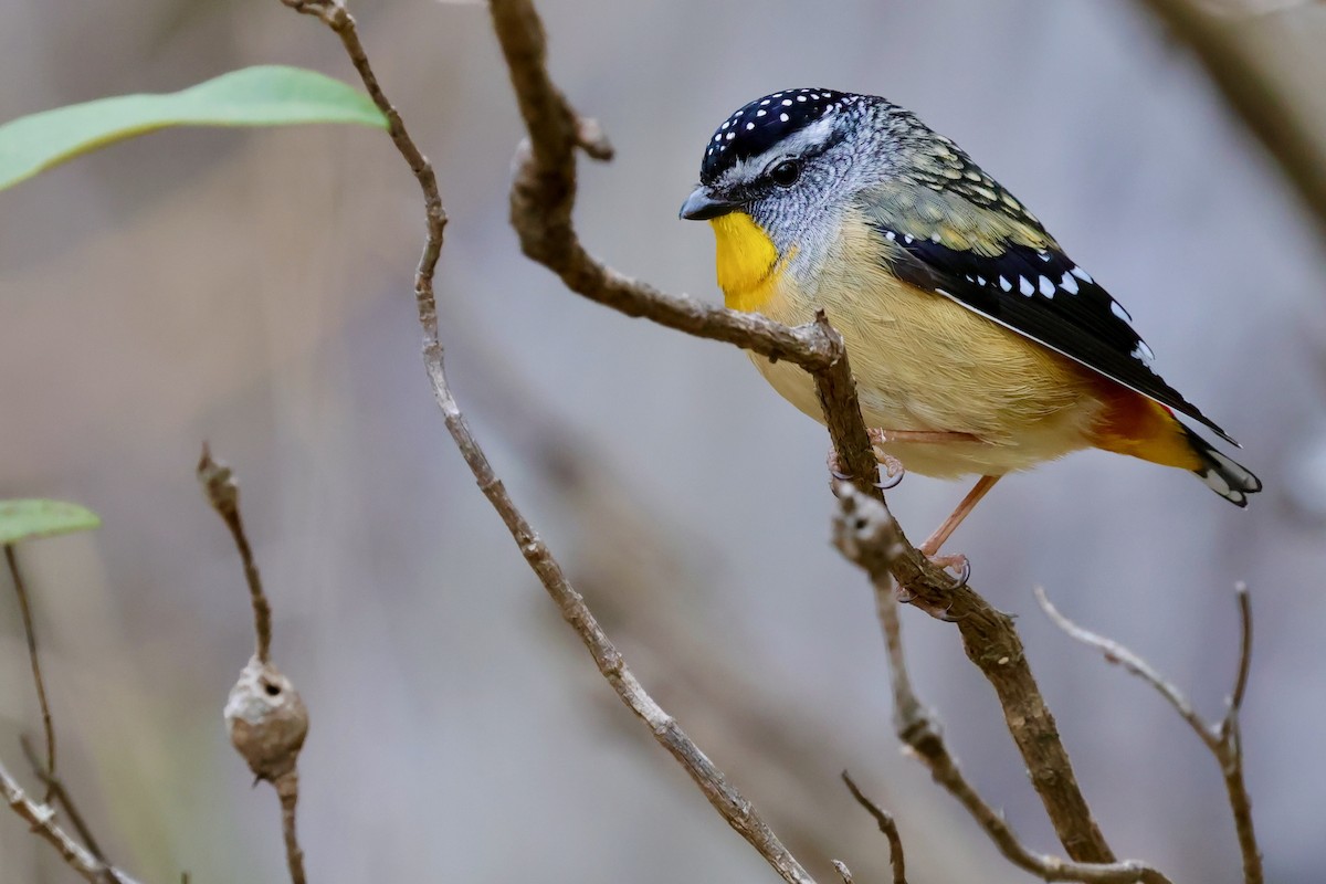 Spotted Pardalote (Spotted) - ML647747909