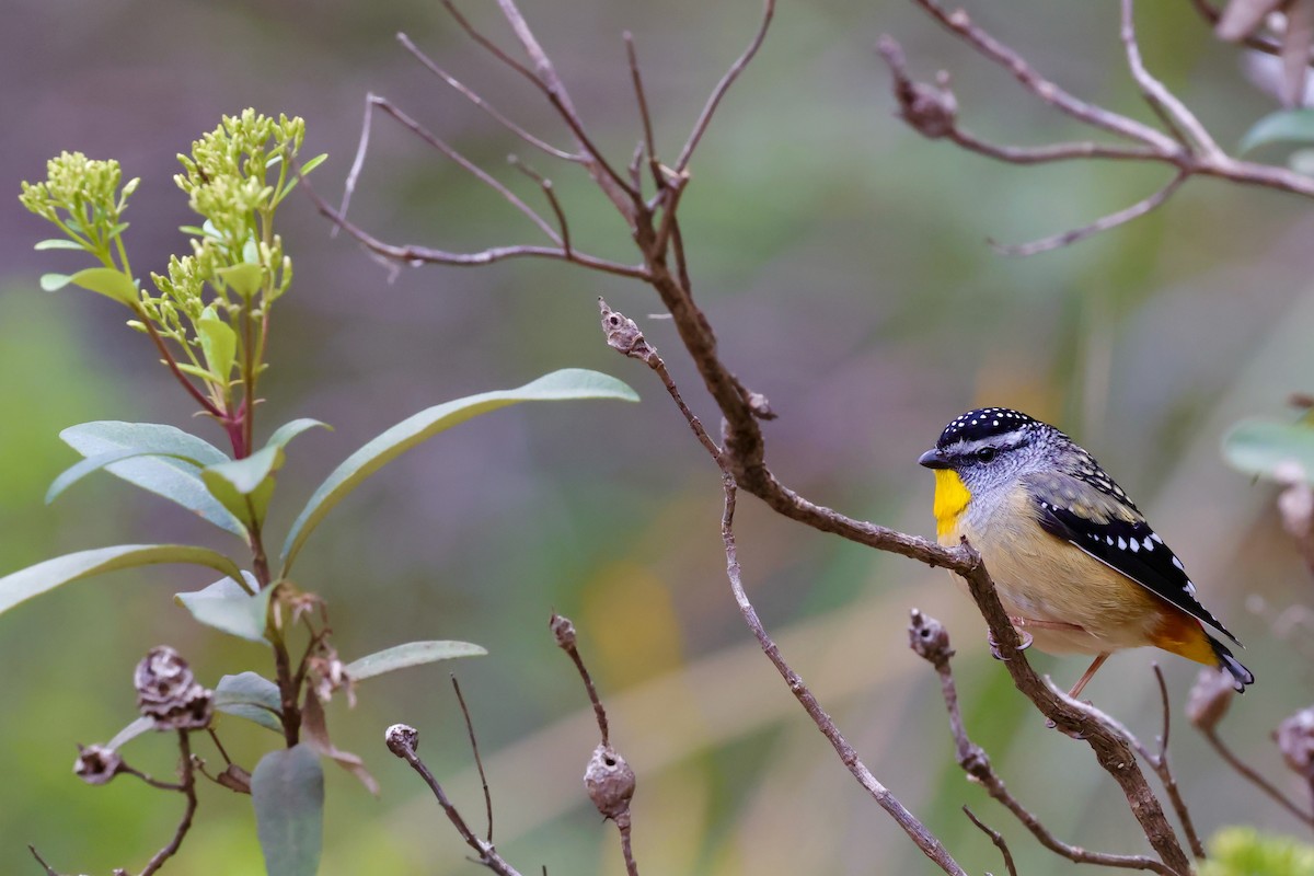 Spotted Pardalote (Spotted) - ML647747910