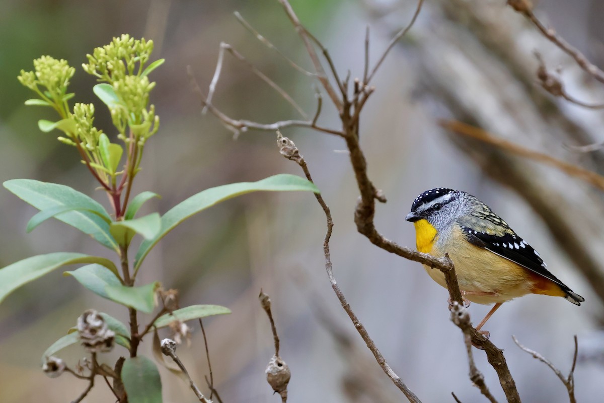 Spotted Pardalote (Spotted) - ML647747911