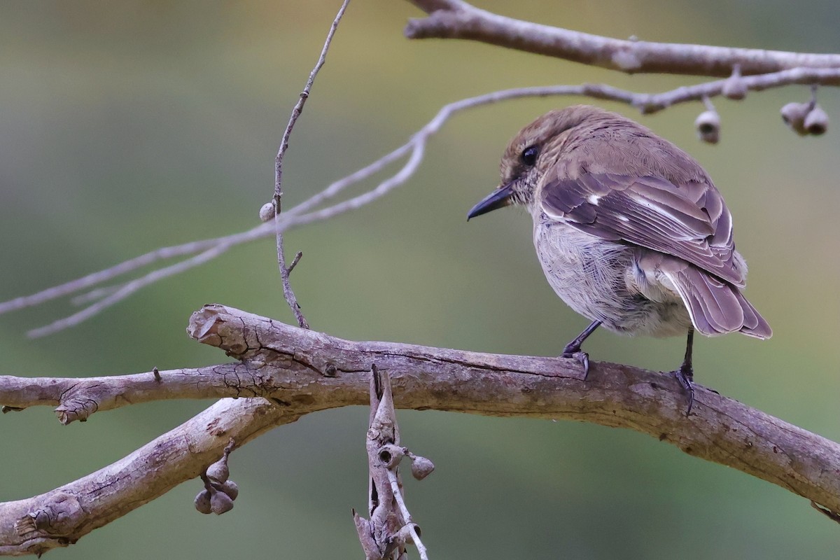 Королець брунатний - ML647747917