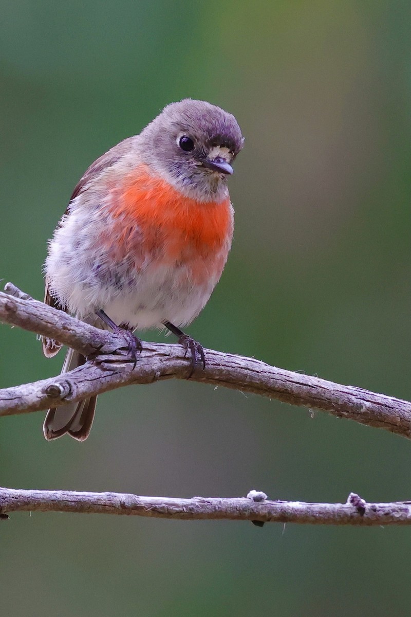 Scarlet Robin (Scarlet) - ML647747920