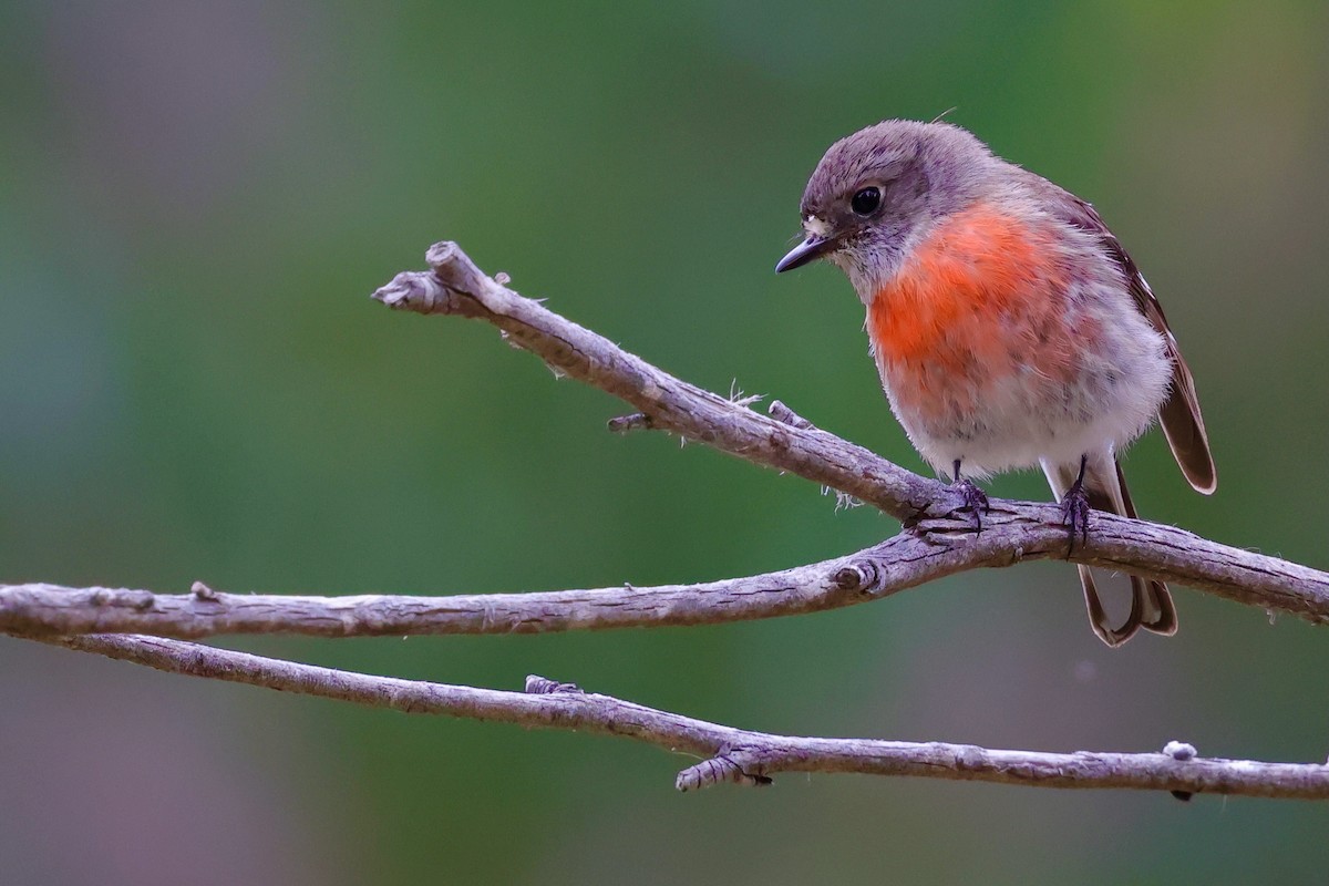 Scarlet Robin (Scarlet) - ML647747921