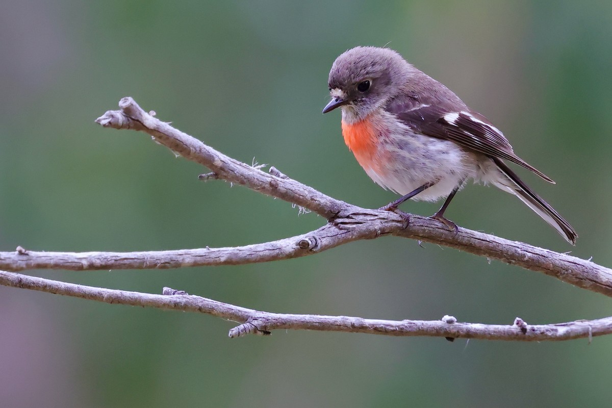 Scarlet Robin (Scarlet) - ML647747922