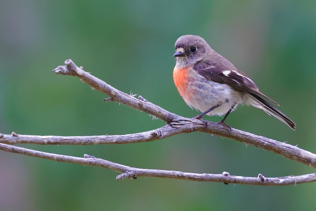 Scarlet Robin (Scarlet) - ML647747923