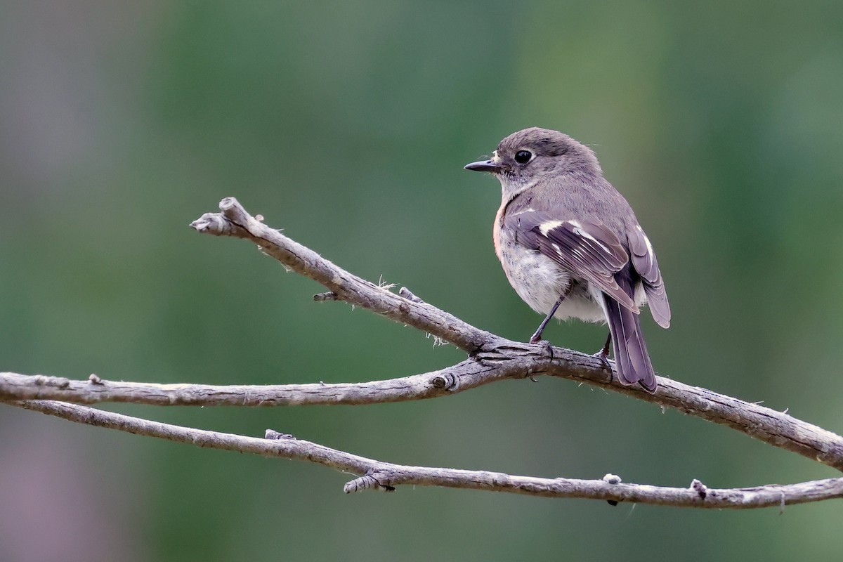 Scarlet Robin (Scarlet) - ML647747924