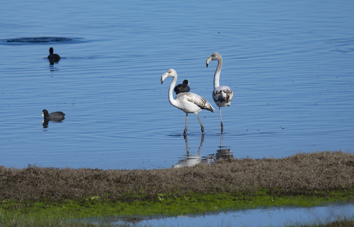 大紅鸛 - ML647747925