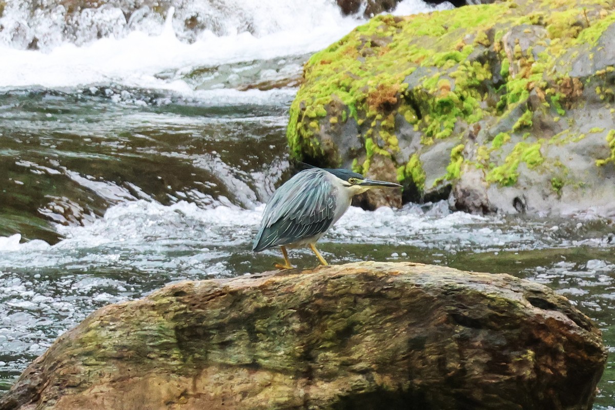 綠簑鷺 - ML647747927