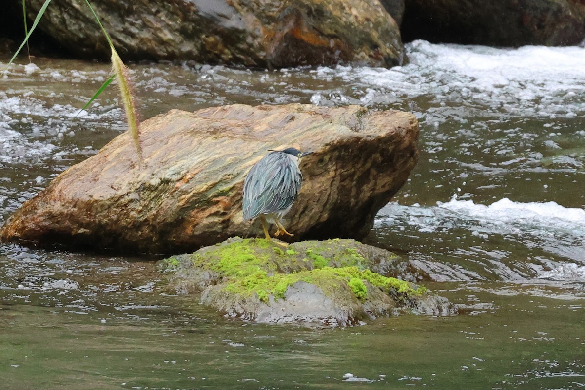 綠簑鷺 - ML647747928