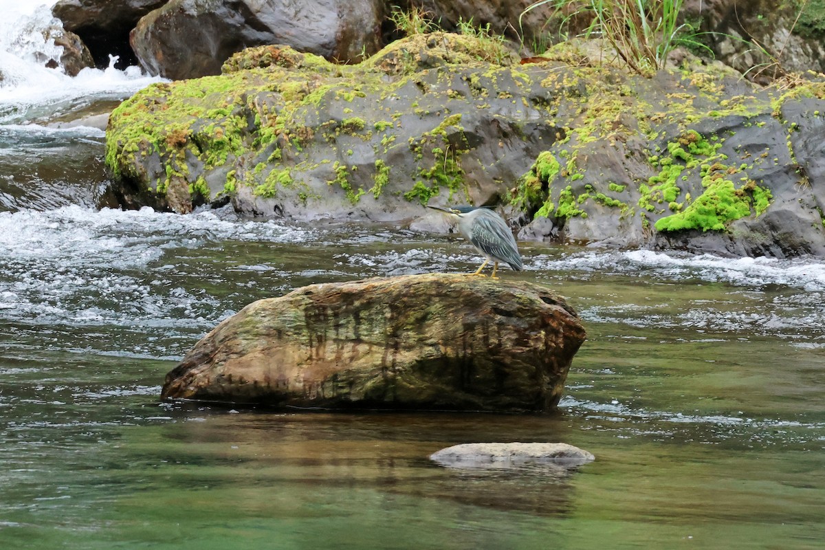 綠簑鷺 - ML647747929