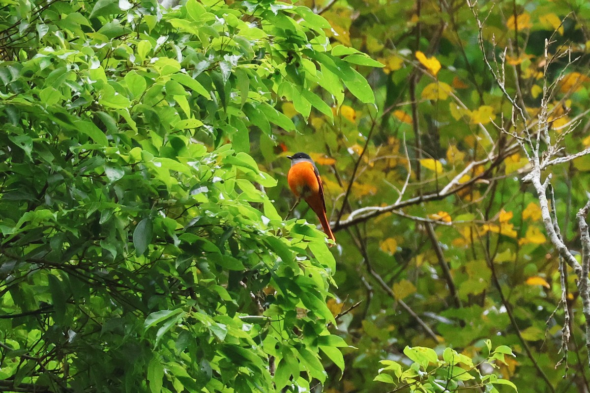 灰喉山椒鳥 - ML647747930