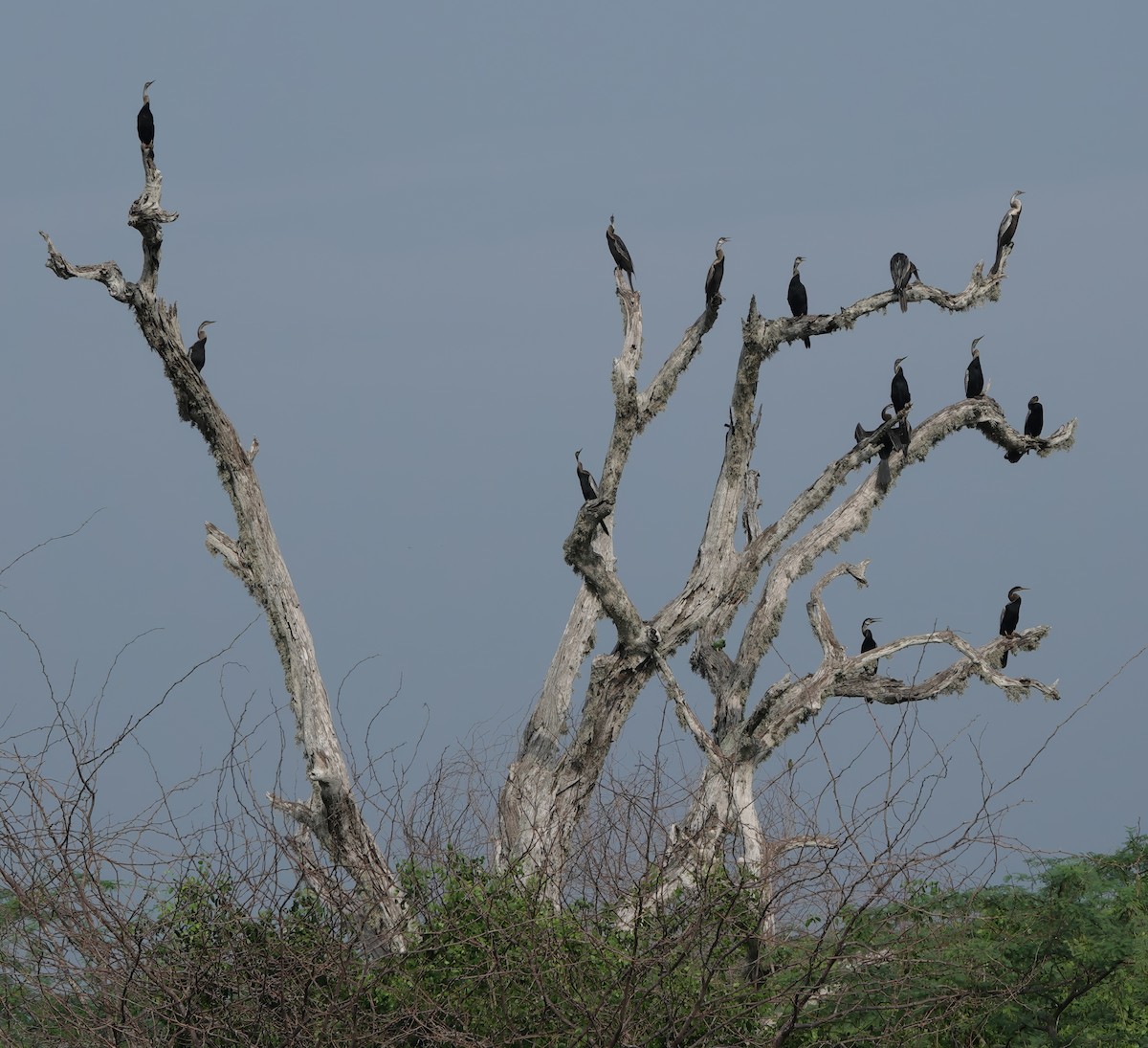 Oriental Darter - ML647747931