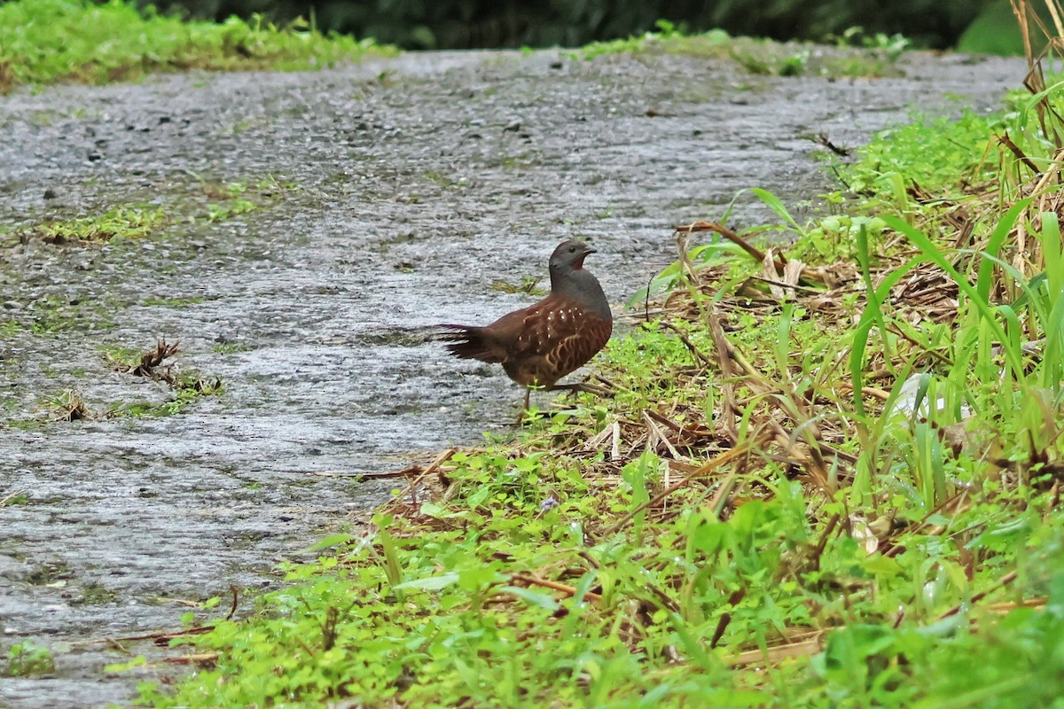 臺灣竹雞 - ML647747932