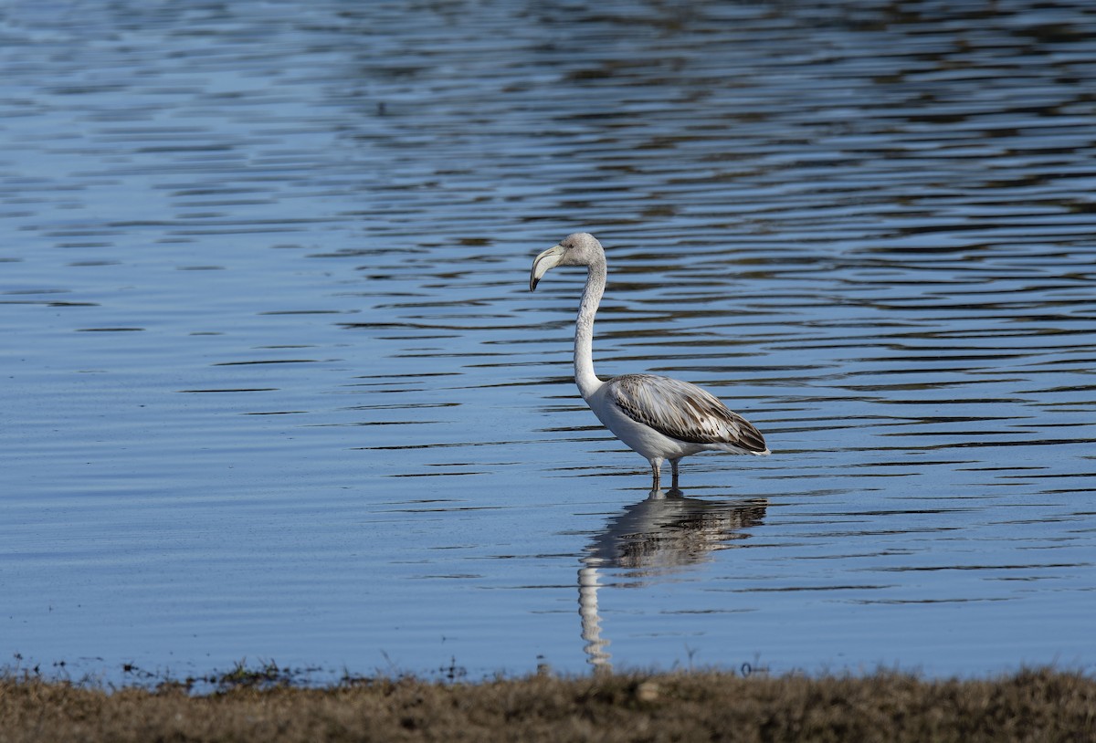 大紅鸛 - ML647747933