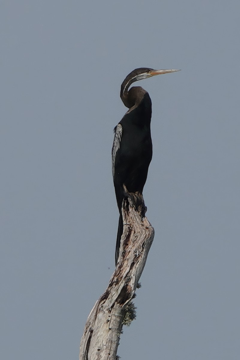Oriental Darter - ML647747934